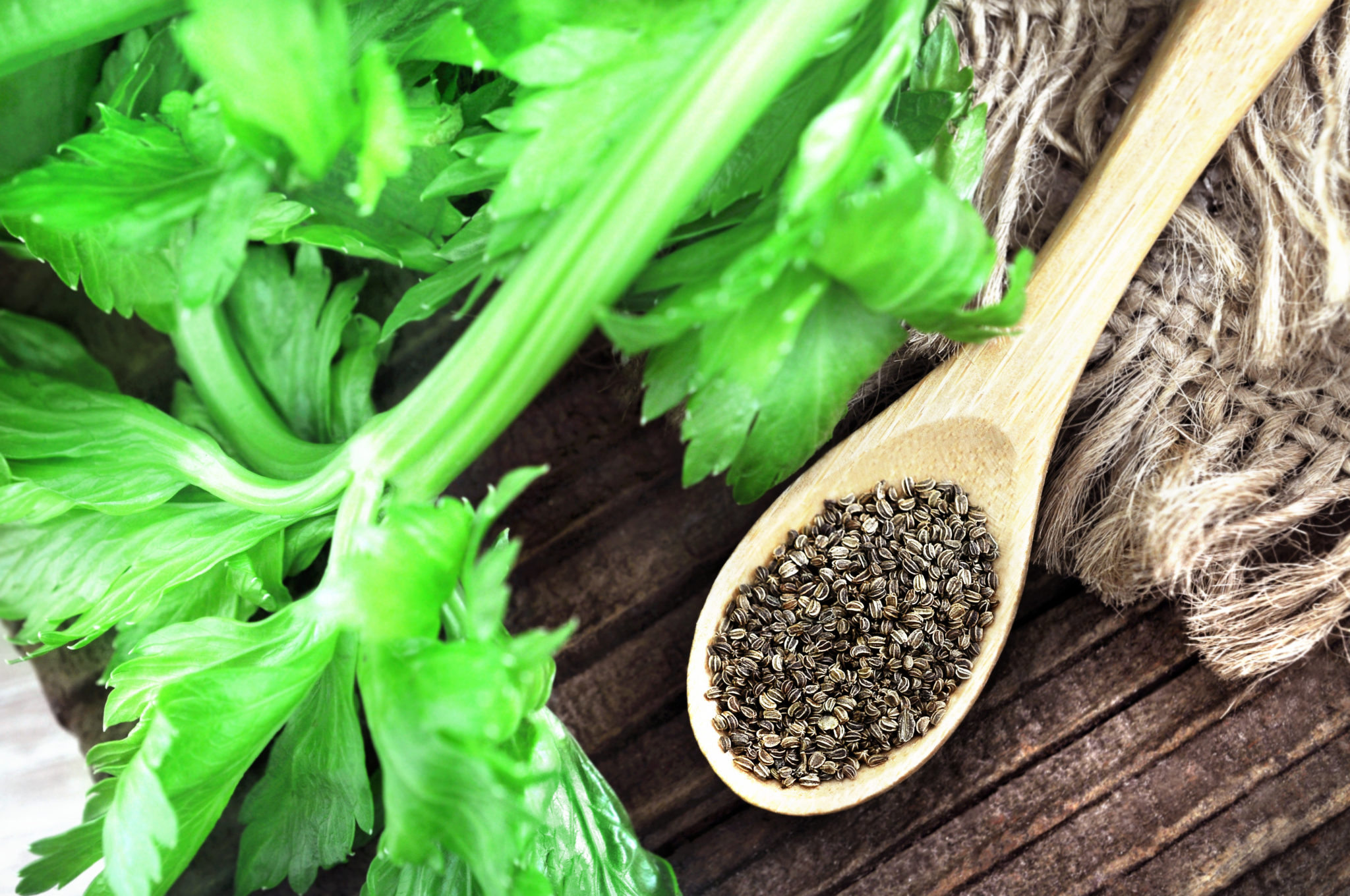 セロリの年間栽培計画・セロリの育て方 PBMAN BLOG